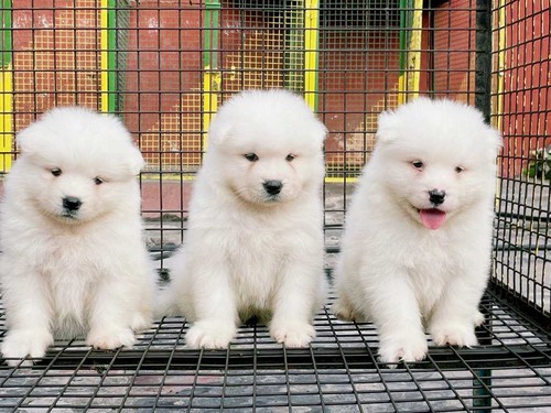 Samoyed Puppies For Sale In Imphal